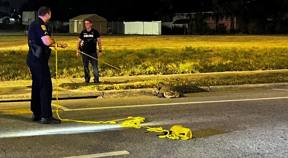 Officers secure a large 8-10 ft. alligator in the roadway at N. Howard Ave. & W. Kathleen St. earlier this morning. Eventually, a contracted nuisance alligator trapper for the @MyFWC safely removed the roaming reptile from the street