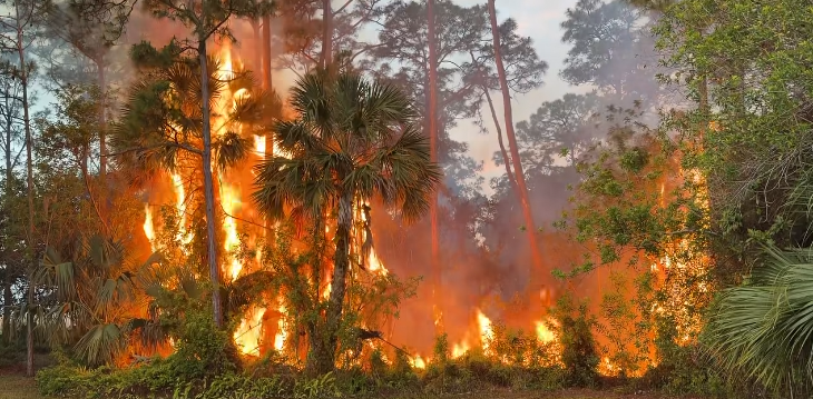 Deputies and Fire Rescue are responding to a brush fire believed to be sparked by a downed power line in a Stuart neighborhood